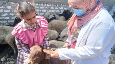 محافظ أسيوط يعلن تحصين 134 ألف رأس ماشية في حملة قومية ناجحة