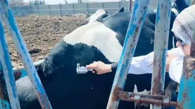 تحصين 14 ألف رأس ماشية ضد البروسيلا والسل في مارس