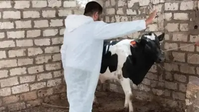 المنيا تحصّن 186 ألف رأس ماشية ضمن حملة قومية لمواجهة الحمى القلاعية