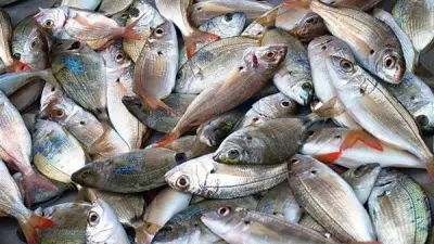 مصر تنتج 2 مليون طن سمك سنويًا وتصدر لأوروبا لأول مرة