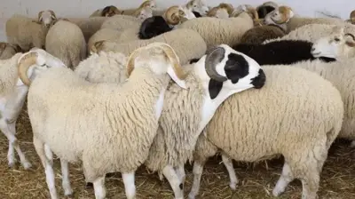 أسعار الأضاحي 2026: الكيلو بـ200 جنيه قبل عيد الأضحى