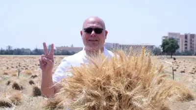 جامعة سوهاج تحصد سنابل الخير: إنتاجية قياسية للقمح في موسم 2026