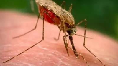 الصحة العالمية تحذر من زيادة الملاريا وتراجع التمويل في 2026