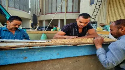 انطلاق موسم توريد القمح بأسوان 2026.. إنتاجية مرتفعة وأسعار تنافسية