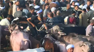 ارتفاع أسعار الأضاحي 2026: شعبة القصابين تكشف الأسباب والمواصفات