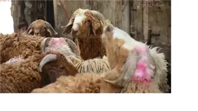 أسعار الأضاحي في المنيا 2026 تبدأ من 5 آلاف جنيه مع اقتراب عيد الأضحى