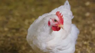 أسعار الدواجن تشهد تباينًا ملحوظًا اليوم الثلاثاء 21 أبريل 2026