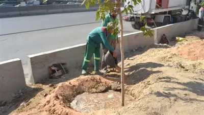 المنيا تزرع 210 شتلة أشجار متنوعة في مركزي مطاي وبني مزار لتعزيز الاستدامة البيئية