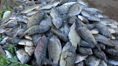 استقرار أسعار الأسماك في الوادي الجديد اليوم الأربعاء 22 أبريل 2026