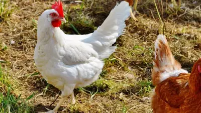 أسعار الدواجن تشهد تباينًا ملحوظًا اليوم الأربعاء 22 أبريل 2026