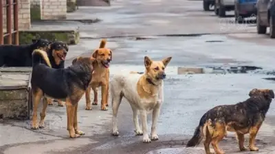 مكافحة السعار: تحصين أكثر من 23 ألف كلب وتعقيم 1932 حتى أبريل 2026