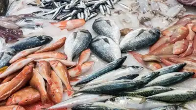 أسعار الأسماك بمنافذ التموين اليوم الخميس 23 أبريل 2026