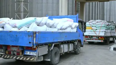 تدفق الذهب الأصفر: البحيرة تسجل 2354 طن قمح في صوامعها خلال موسم التوريد