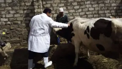 تحصين 255 ألف رأس ماشية ضد الحمى القلاعية والوادي المتصدع بكفر الشيخ