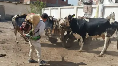 الغربية: قافلة بيطرية مجانية تحصن 2644 رأس ماشية وطائر ضمن مبادرة حياة كريمة