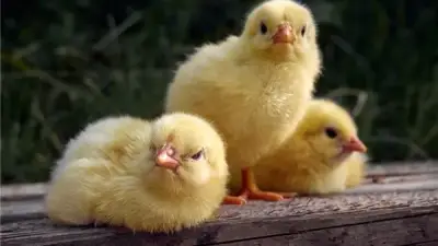 استقرار أسعار الكتاكيت والبط اليوم في بورصة الدواجن الثلاثاء 28 أبريل 2026