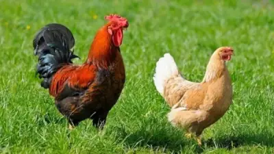 سعر الفراخ اليوم الثلاثاء 28 أبريل 2026 استقرار ملحوظ في أسعار الدواجن