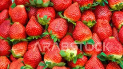 إبراهيم البشاري: إنتاجية الفراولة ترتفع بنسبة 30% إلى 40% مع توسع الزراعة