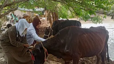 مديرية الطب البيطري بالفيوم تحصّن 3012 رأس ماشية وتكشف عن أنشطة مكثفة في مارس