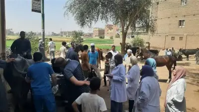 قوافل بيطرية مجانية تفحص وتعالج 3150 رأس ماشية في 3 مراكز بسوهاج