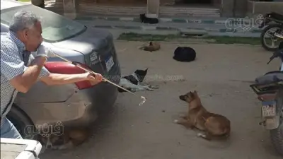 تحصين 33 كلبا ضد السعار في حملة مكبرة ببني سويف الجديدة