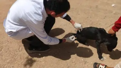 بني سويف: تحصين 33 كلبًا ضالًا ضد السعار في حملة ميدانية