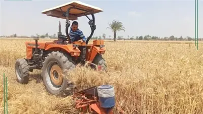 الشرقية تورد 34 ألف طن قمح محلي وأسعار مجزية للمزارعين حسب النقاوة