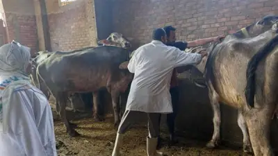 تحصين 37 ألف رأس ماشية ضد الحمى القلاعية والوادي المتصدع بالمنوفية
