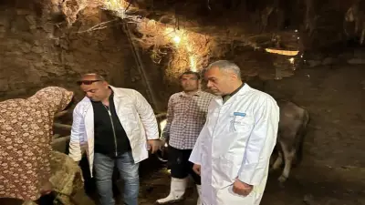 تحصين 37 ألف رأس ماشية ضد الحمى القلاعية والوادي المتصدع في المنوفية