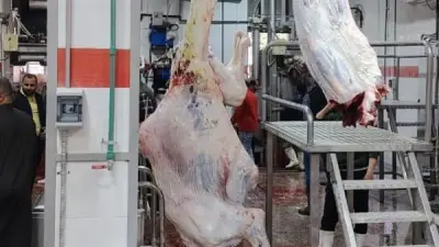 بدء التشغيل التجريبي لمجزر الزقازيق العام بعد تطويره بـ38 مليون جنيه