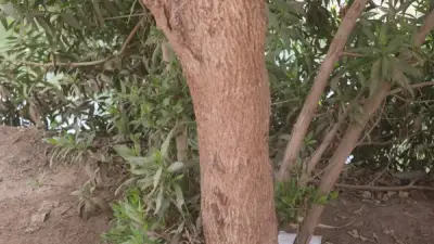 حصر وتكويد 4400 شجرة في قنا ضمن مبادرة 100 مليون شجرة