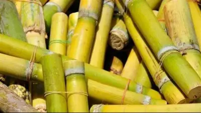 القابضة الغذائية تستلم 4.9 مليون طن قصب و130 ألف طن بنجر من المزارعين