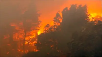 دراسة تحذر: دخان حرائق الغابات يرفع خطر الإصابة بـ5 أنواع من السرطان