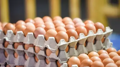 ارتفاع 5 جنيهات في سعر كرتونة البيض ببورصة الدواجن اليوم الخميس