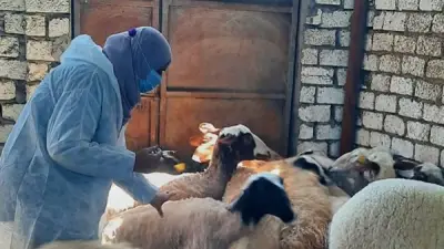 تحصين 50805 رأس ماشية ضد الجلد العقدي وجدري الأغنام بالإسماعيلية