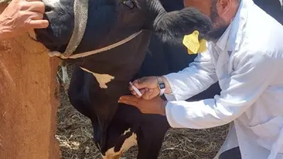 تحصين 53.5 ألف رأس ماشية ضد الجلد العقدي وجدري الأغنام في الأقصر