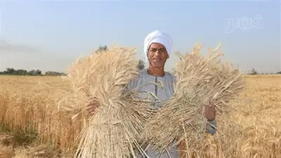 توريد 55.7 ألف طن من القمح للصوامع والشون في قنا