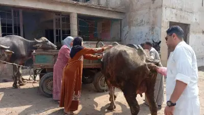 تحصين 65 ألف رأس ماشية بالغربية ضد الحمى القلاعية وحمى الوادي المتصدع