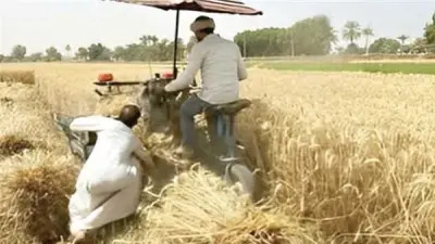 حصاد 65 ألف فدان قمح بالوادي الجديد وتوريد 46 ألف طن للصوامع