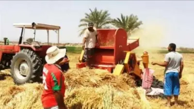 انتهاء حصاد 74 ألف فدان قمح في الوادي الجديد وتوريد 70 ألف طن