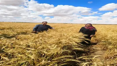 «الزراعة» تحقق سبقاً علمياً بزراعة المحاصيل بمياه ملوحتها 8000 جزء في المليون