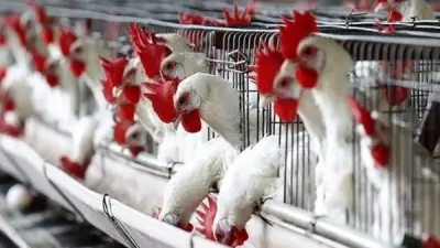 استمرار تراجع أسعار الدواجن تحت 90 جنيهاً في الأسواق المصرية