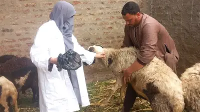 تحصين 91 ألف رأس ماشية بقنا ضد الجلد العقدي وجدري الأغنام