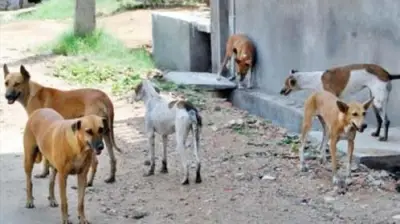 نقابة البيطريين: مصر تتبنى استراتيجية علمية للتعامل مع الكلاب الضالة دون إبادة