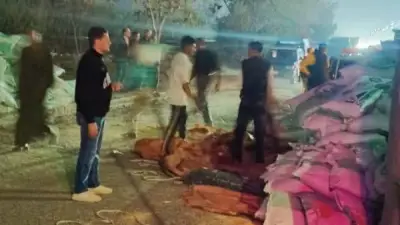 انقلاب سيارة أعلاف على الطريق الزراعي بقويسنا يعطل حركة المرور