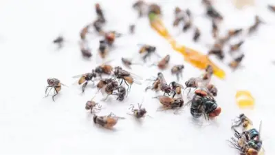 حيل طبيعية للتخلص من الذباب والحشرات في المنزل دون مبيدات كيميائية