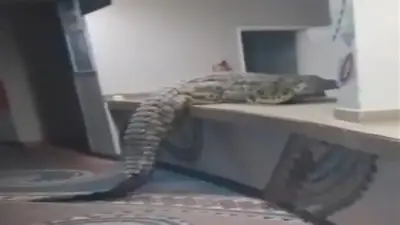 هجوم تمساح ضخم يهز مطعمًا في زيمبابوي.. رعب بين الزوار وفرار جماعي