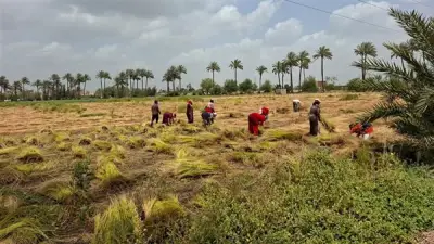 الكتان الذهب الأخضر في القليوبية: حصاد وتصدير نحو الصين وأمريكا