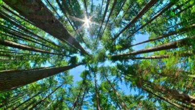 تنزانيا تبعث الغابات من جديد: تقنية 