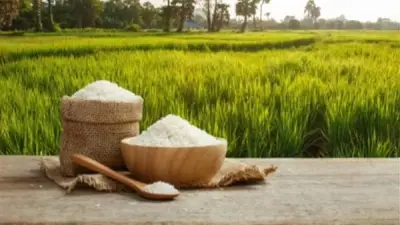 استقرار أسعار الأرز في الأسواق اليوم الثلاثاء مع توازن العرض والطلب